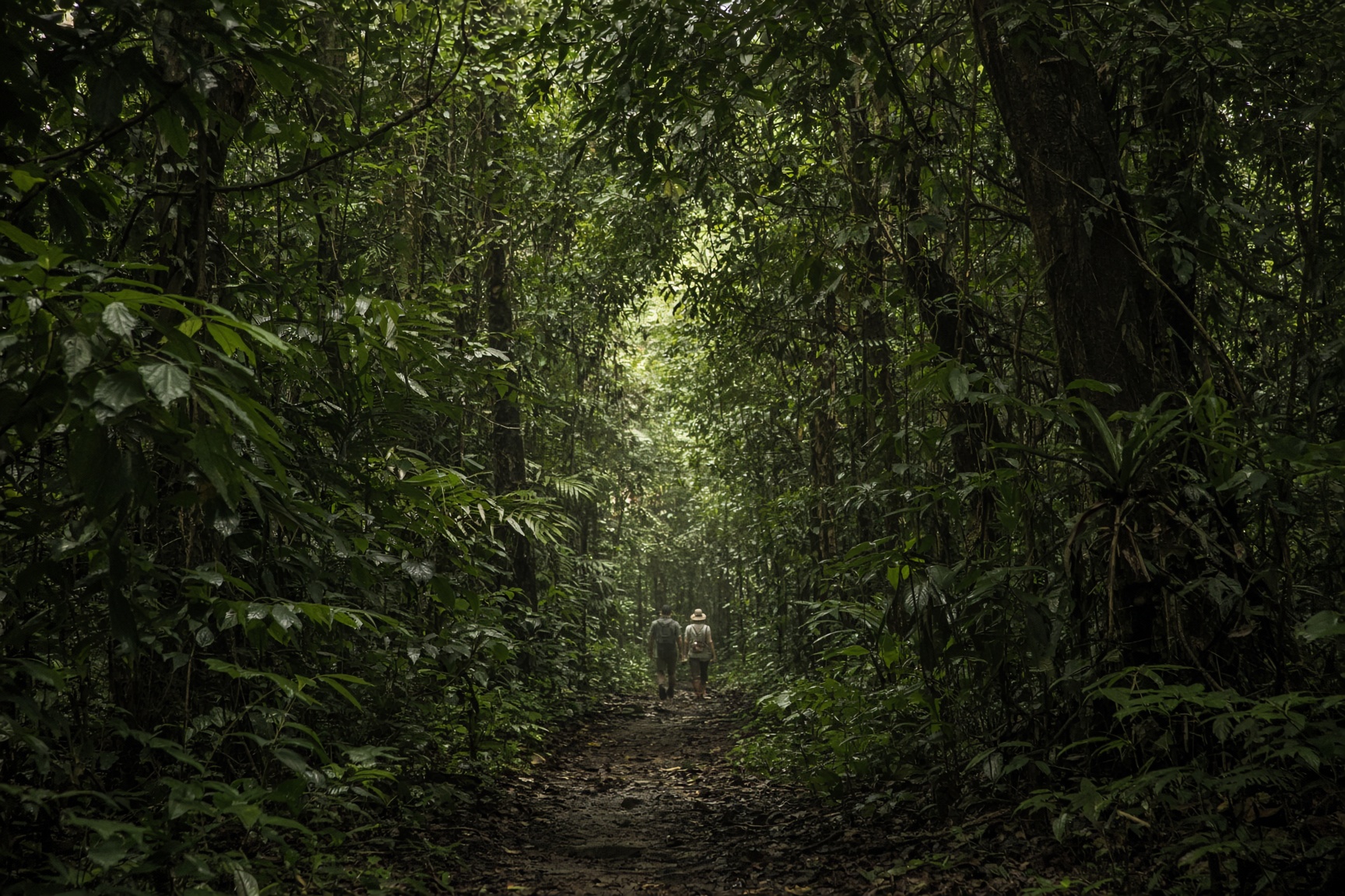 Placeholder for a jungle walk